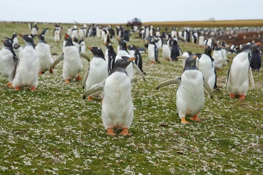 Gentoo Penguins (Pygoscelis papua) in a grassy meadow on Bleaker Island in the Falkland Islands.