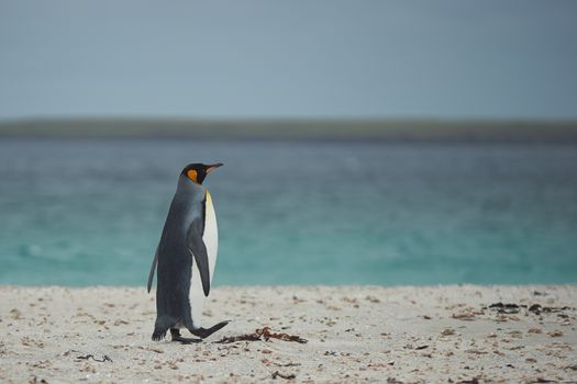 King Penguin (Aptenodytes patagonicus) walking along the beach of Sandy Bay on Bleaker Island in the Falkland Islands.