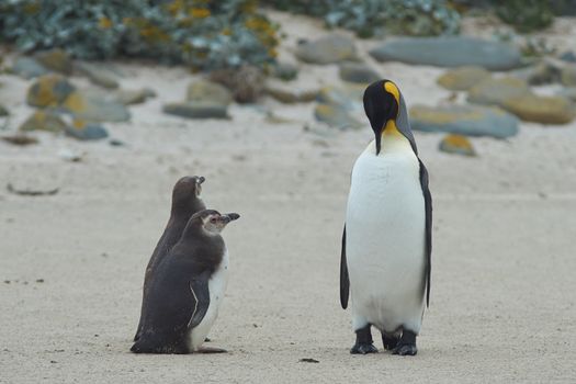 Juvenile Magellanic Penguins (Spheniscus magellanicus) watch as an adult King Penguin (Aptenodytes patagonicus) grooms its magnificent plumage on a large sandy beach on Bleaker Island in the Falkland Islands.