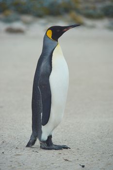 King Penguin (Aptenodytes patagonicus) on the beach of Sandy Bay on Bleaker Island in the Falkland Islands.