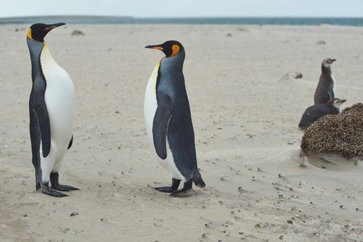 King Penguins (Aptenodytes patagonicus) greet each other with a ritualised display on the beach of Sandy Bay on Bleaker Island in the Falkland Islands.