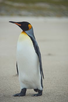 King Penguin (Aptenodytes patagonicus) on the beach of Sandy Bay on Bleaker Island in the Falkland Islands.