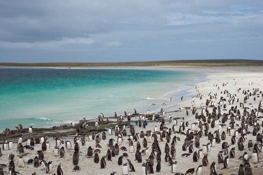 Thousands of Gentoo Penguins (Pygoscelis papua) and Magellanic Penguins (Spheniscus magellanicus) on a large sandy beach on Bleaker Island in the Falkland Islands.