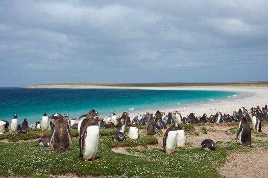 Thousands of Gentoo Penguins (Pygoscelis papua) and Magellanic Penguins (Spheniscus magellanicus) on a large sandy beach on Bleaker Island in the Falkland Islands.