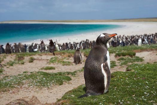 Gentoo Penguin (Pygoscelis papua) on Bleaker Island in the Falkland Islands. Thousands of Gentoo Penguins and Magellanic Penguins (Spheniscus magellanicus) crowd the beach in the background.