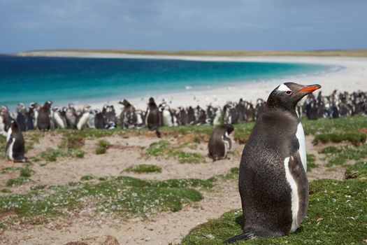 Gentoo Penguin (Pygoscelis papua) on Bleaker Island in the Falkland Islands. Thousands of Gentoo Penguins and Magellanic Penguins (Spheniscus magellanicus) crowd the beach in the background.