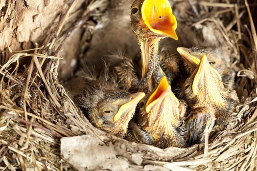 young blackbird nestling (Turdus merula) in nest