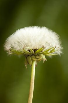 blossom dandelion clock (Taraxacum officinale) on blurred background