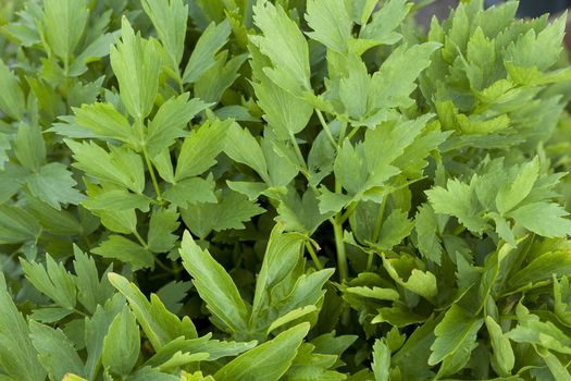 cluster green lovage (Levisticum officinale) as background