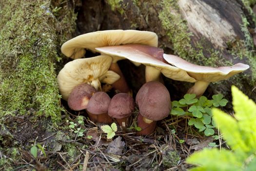 edible mushrooms (Tricholomopsis rutilans) on trunk in forest