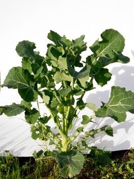 Intensely woman in rape (Brassica napus) plants.