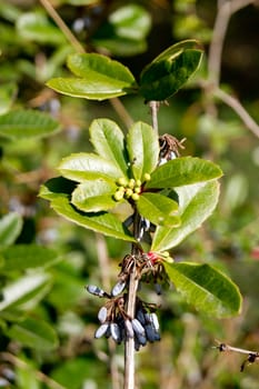 Julian barberry (Berberis Juliana) blue berries on the bushes.