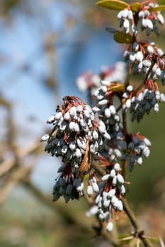 Julian barberry (Berberis Juliana) blue berries on the bushes.