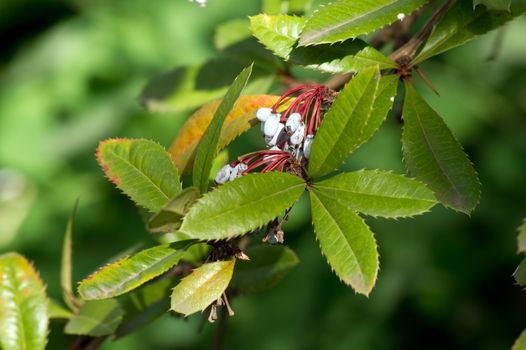 Julian barberry (Berberis Juliana) blue berries on the bushes.