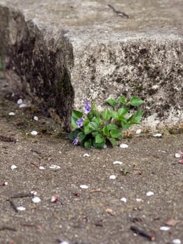 The Sweet Violet (Viola odorata), the concrete cracks.