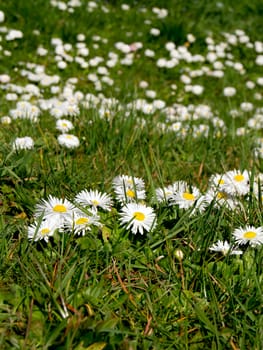 The daisy (Bellis perennis) flower in the spring park.