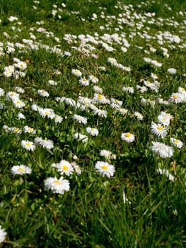 The daisy (Bellis perennis) flower in the spring park.