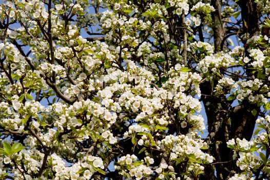 The pear tree blooms in early spring.