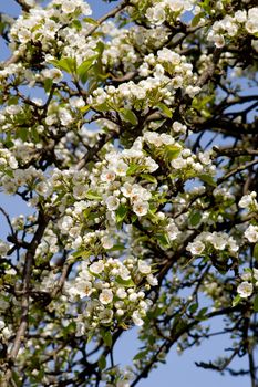 The pear tree blooms in early spring.