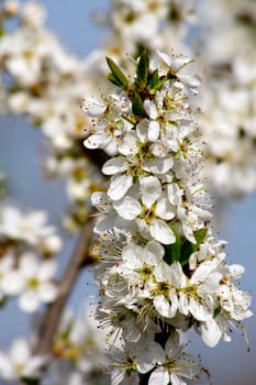 The first wild plum spring flower buds.