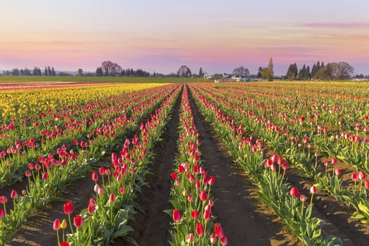 Tulip Field in Bloom at Sunrise during Springtime festival in Woodburn Oregon