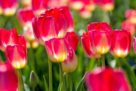 Pink and Yellow Colored Tulip Flowers in bloom at Tulip farm in Woodburn Oregon in spring closeup