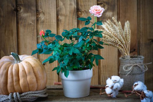 Beautiful flowers on a background of wooden boards