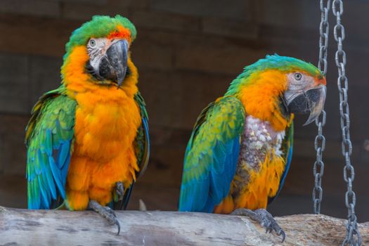 Two Beautiful colorful macaw parrots, side view.
