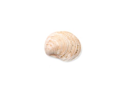 Sea shell with isolated on white background.