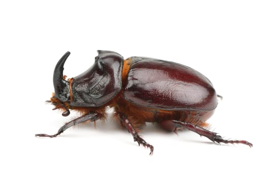 beetle isolated on white background