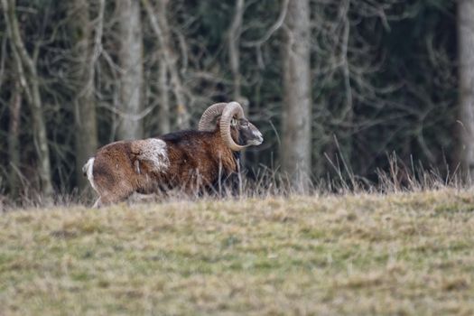 Profile view of beautiful mouflon ram Ovis orientalis