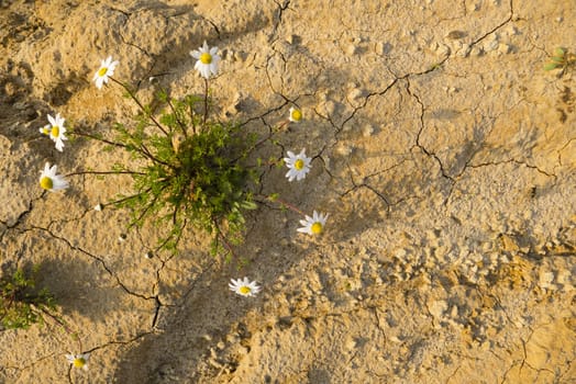 Chamomile plants in full bloom in a desertic sandy land