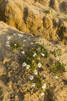 Chamomile plants in full bloom in a desertic sandy land