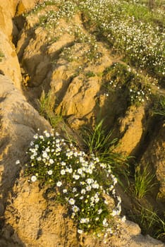 Chamomile plants in full bloom in a desertic sandy land