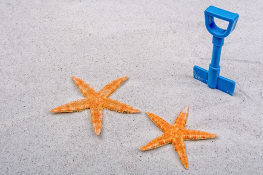 Orange starfishes and blue scoop on a grey sand background