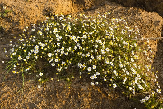 Chamomile plants in full bloom in a desertic sandy land