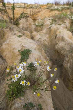 Chamomile plants in full bloom in a desertic sandy land