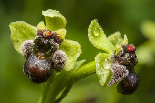 Ophrys bombyliflora, bumblebee orchid, species native from the Mediterranean region