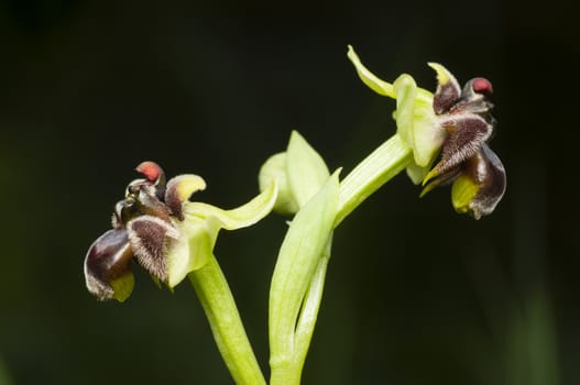 Ophrys bombyliflora, bumblebee orchid, species native from the Mediterranean region