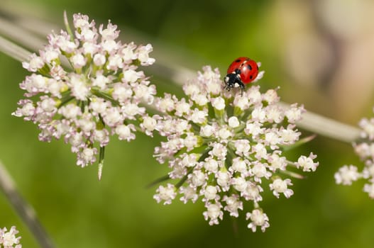 Ladybug, ladybird, Coccinella septempunctata on white flowers