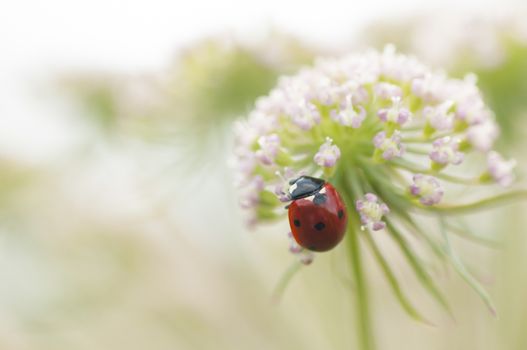 Ladybug, ladybird, Coccinella septempunctata on white flowers