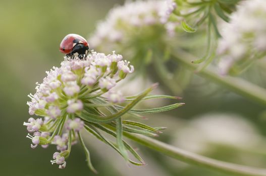 Ladybug, ladybird, Coccinella septempunctata on white flowers