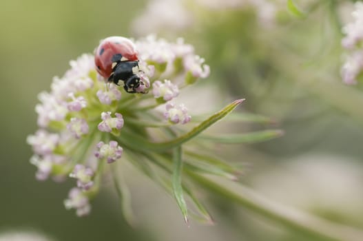 Ladybug, ladybird, Coccinella septempunctata on white flowers