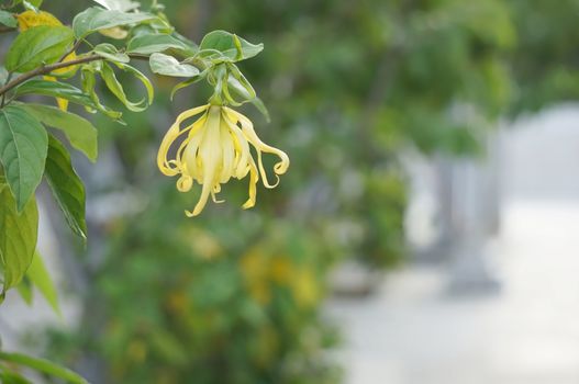 Cananga odorata or Ylang-ylang flower with leaves have blur concrete walkway as background.