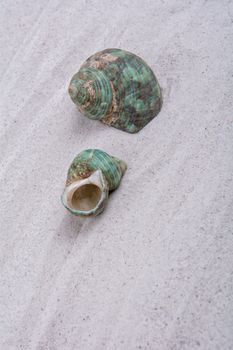 Two green shells on a grey sand background