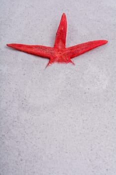Red starfish in a grey sand background