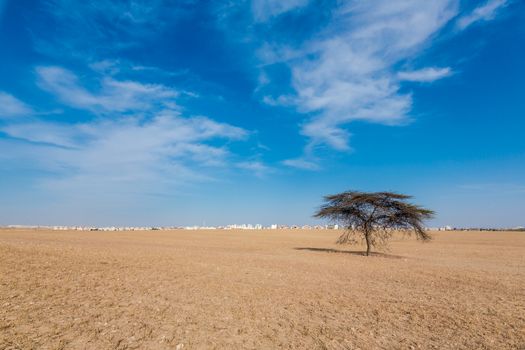 green tree growing on a hill in the desert