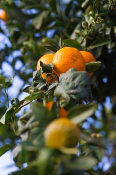 tangerines growing on a tree in the garden