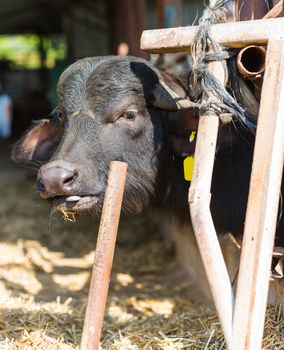 black cow closeup on a farm, the agricultural industry