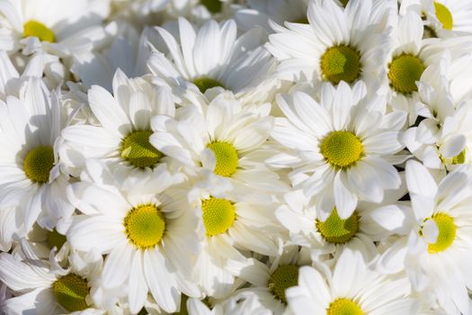 background from a flowers Chrysanthemums white closeup